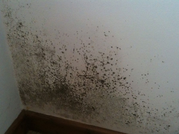 mould and mildew growth