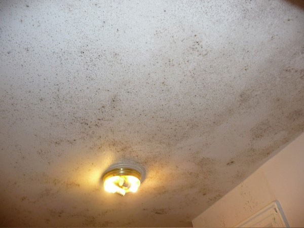 mould and mildew